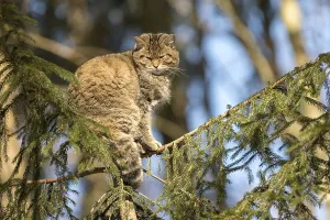 Wildcat (Felis silvestris), captive