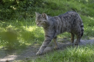 Wildcat (Felis silvestris), captive