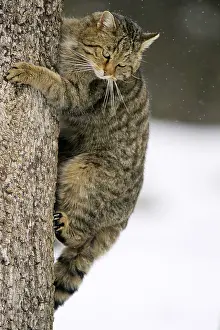 Wildcat (Felis silvestris) Enclosure/Zoo
