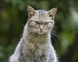 Wildcat (Felis silvestris), Germany, Europe