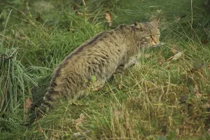 Wildcat (Felis silvestris), grass, look, captive