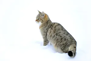 Wildcat (Felis silvestris), juvenile in winter