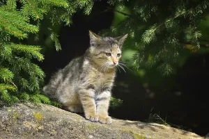Wildcat (Felis silvestris), Kitten, captive