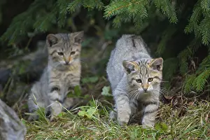 Wildcat (Felis silvestris), two kitten, captive