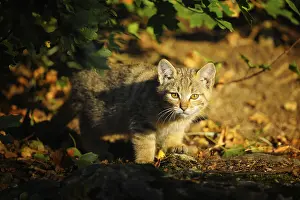 Wildcat (Felis silvestris), Kitten, captive