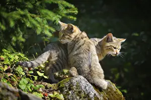 Wildcat (Felis silvestris), two kitten, captive