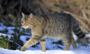 Wildcat (Felis silvestris), male, stalking