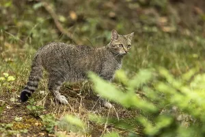 Wildcat (Felis silvestris) in a meadow