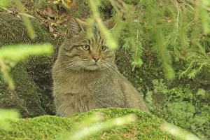 Wildcat (Felis silvestris), National Park