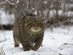Wildcat (Felis silvestris), Rhineland-Palatinate
