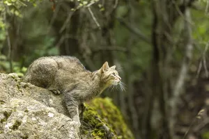 Wildcat (Felis silvestris) on a rock