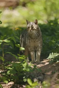 Wildcat (Felis silvestris) running in the undergrowth
