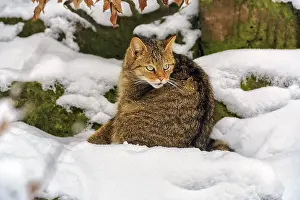 Wildcat (Felis silvestris), sitting in the snow