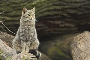 Wildcat (Felis silvestris), sitting, tail, captive