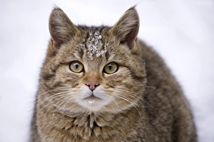 Wildcat (Felis silvestris) in the snow