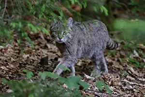 Wildcat (Felis silvestris) in the undergrowth