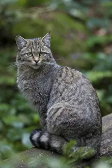 Wildcat, Felis silvestris, wildcat