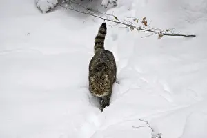 Wildcat, Felis silvestris, wildcat