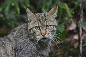 Wildcat, Felis silvestris, wildcat