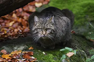 Wildcat, Felis silvestris, wildcat