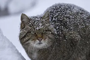 Wildcat, Felis silvestris, wildcat