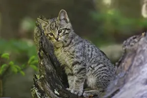 Wildcat, Felis silvestris, wildcat