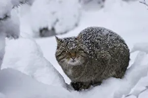 Wildcat, Felis silvestris, wildcat