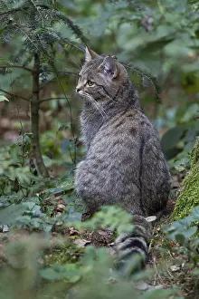Wildcat, Felis silvestris, wildcat