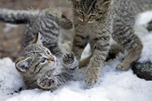 Wildcat (Felis silvestris), young animal