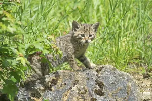 Wildcat (Felis silvestris), young animal
