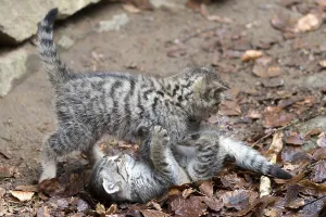 Wildcat (Felis silvestris), young animal