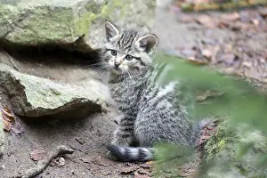 Wildcat (Felis silvestris), young animal