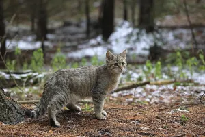 Wildcat (Felis silvestris), young male