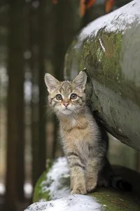 Wildcat (Felis silvestris), young male looking out from between snow-covered tree trunks