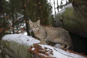 Wildcat (Felis silvestris), Young tomcat roaming the territory