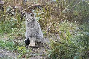 Wildcat (Felis sylvestris), Harz Mountains