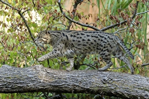 Wildcat moving nimbly over a tree trunk