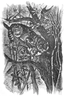 Wildcat with prey, here with a bird