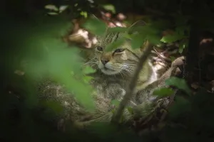 A wildcat rests in the shade