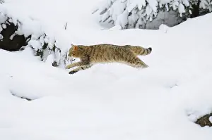 Wildcat running sideways through deep snow in a snowy landscape