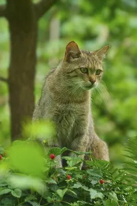 Category Wildlife DE Prints: A wildcat sits concentrated in the greenery of the forest and observes its surroundings