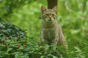Category Wildlife DE Prints: A wildcat sits on grasses and wild strawberries in the forest and looks around attentively