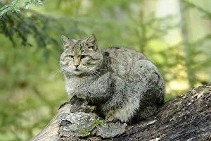 Wildcat sitting quietly on a tree trunk