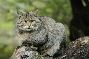 Wildcat sitting vigilantly on a tree trunk