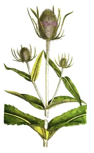 Wilde Karde (Dipsacus fullonum)