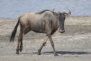 Wildebeest (Connochaetes), animal at the lake
