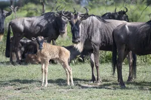 Wildebeest (Connochaetes), calf