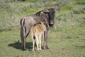 Wildebeest (Connochaetes), cow with calf