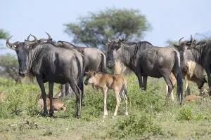 Wildebeest (Connochaetes), cows with calves