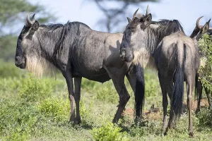 Wildebeest (Connochaetes), Ndutu Conservation Area